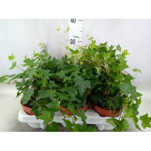 Hedera helix 'Pittsburgh'