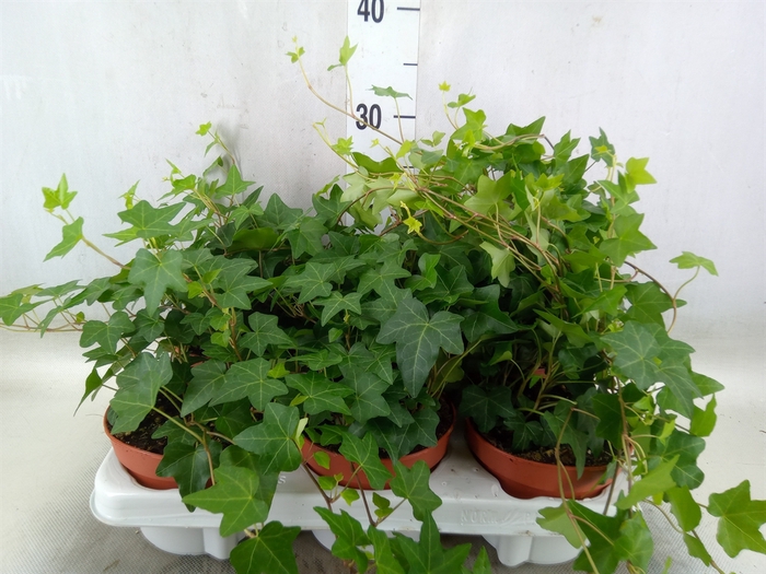 <h4>Hedera helix 'Pittsburgh'</h4>