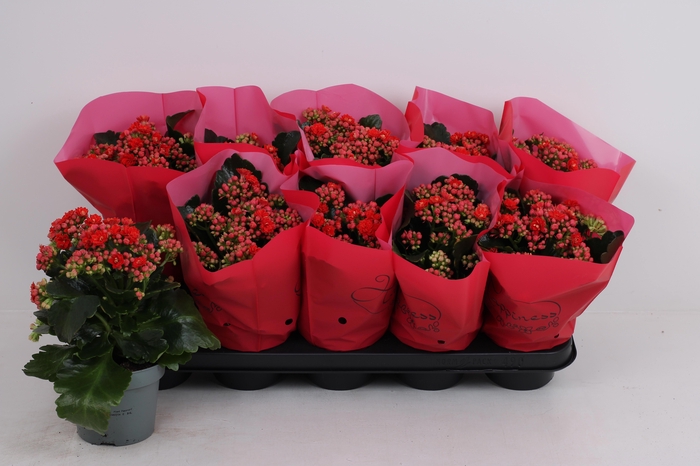 <h4>KAL GE PERFECTA RED</h4>