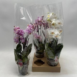 PHAL GEM