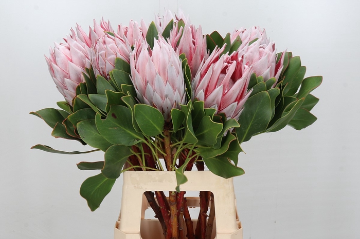 <h4>Protea Cynaroides</h4>