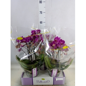 Phalaenopsis multi.   ...lilac