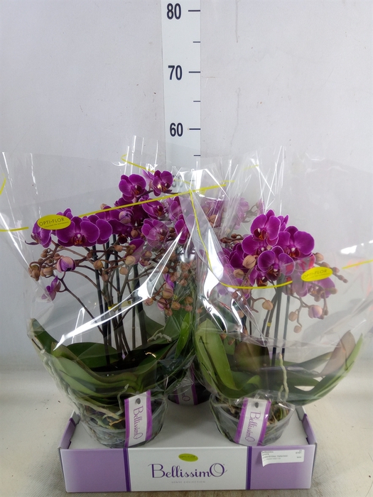<h4>Phalaenopsis multi.   ...lilac</h4>