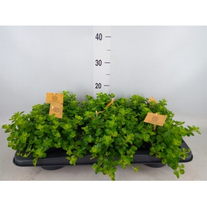 Peperomia rotundifolia