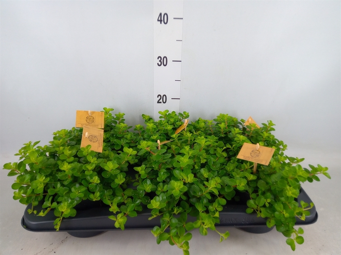 <h4>Peperomia rotundifolia</h4>