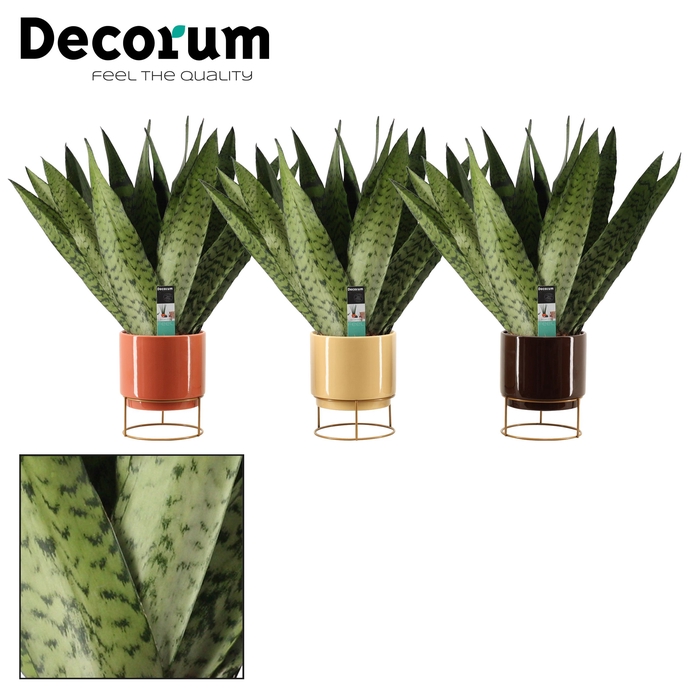 <h4>Sansevieria Zeylanica Fan 14 cm in Emma (Nature Love-collection)</h4>