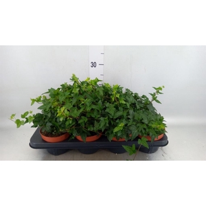 Hedera helix 'Shamrock'
