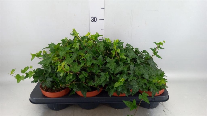 <h4>Hedera helix 'Shamrock'</h4>