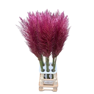 Cortaderia Opgetrokken Purple Stem