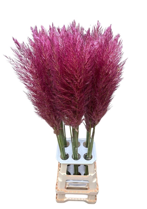 <h4>Cortaderia Opgetrokken Purple Stem</h4>