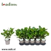 Clu Rosea