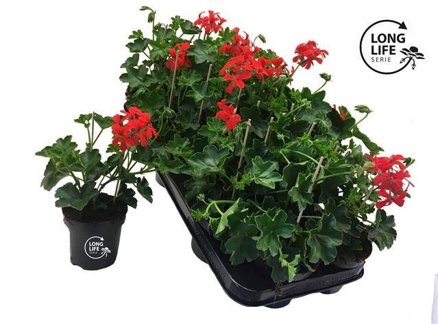 <h4>PEL PELT BALKON ROOD</h4>