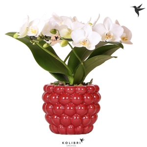 Kolibri Orchids Phalaenopsis Halo white in Berry pot