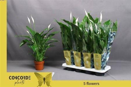 Spath Sweet Benito 5-6+