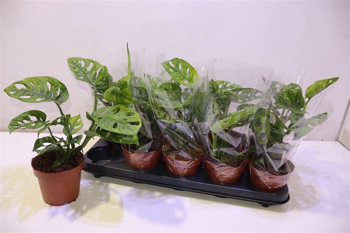 <h4>Monstera Obliqua</h4>