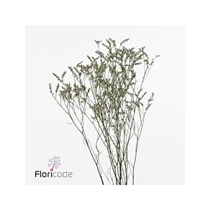Limonium clear diamond