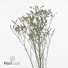 <h4>Limonium clear diamond</h4>