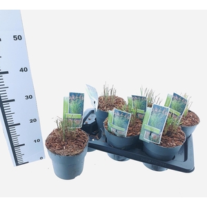 Miscanthus sinensis Ferner Osten