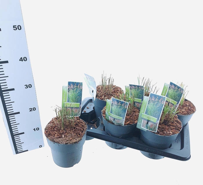 <h4>Miscanthus sinensis Ferner Osten</h4>