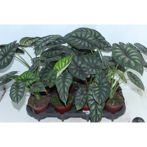 ALOCASIA DRAGON SCALE P12