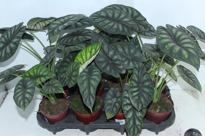 <h4>ALOCASIA DRAGON SCALE P12</h4>
