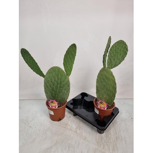 OPUNTIA
