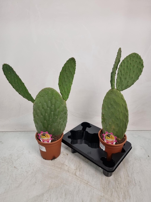 <h4>OPUNTIA</h4>