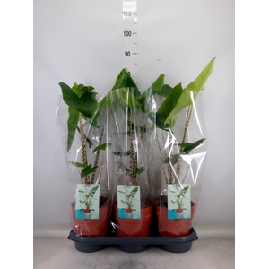 Alocasia zebrina