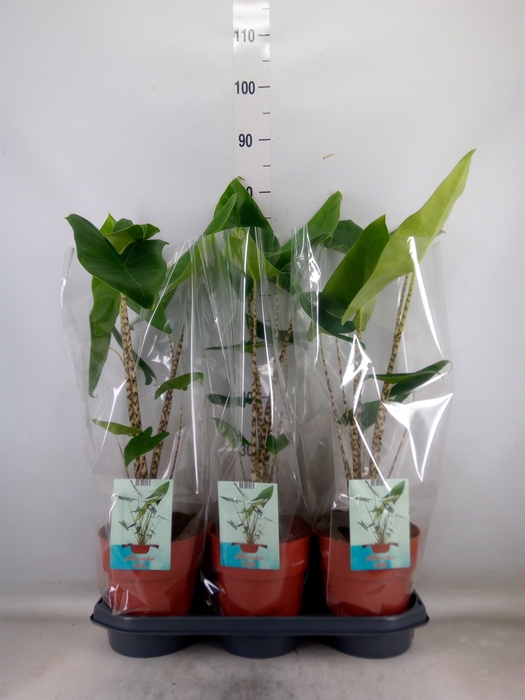 <h4>Alocasia zebrina</h4>