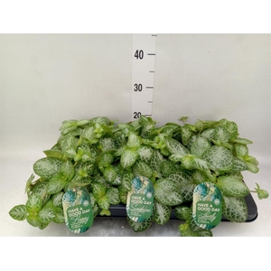 Episcia cupreata 'Minty Imp'