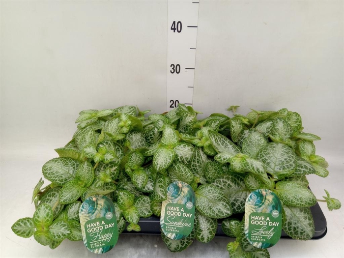 <h4>Episcia cupreata 'Minty Imp'</h4>