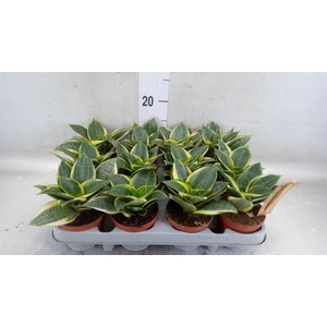 Sansevieria trifa. 'Golden Hahnii'