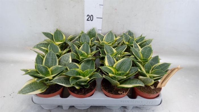 <h4>Sansevieria trifa. 'Golden Hahnii'</h4>