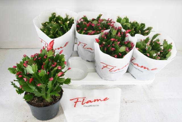 <h4>SCHLUMB FLAME GEM</h4>