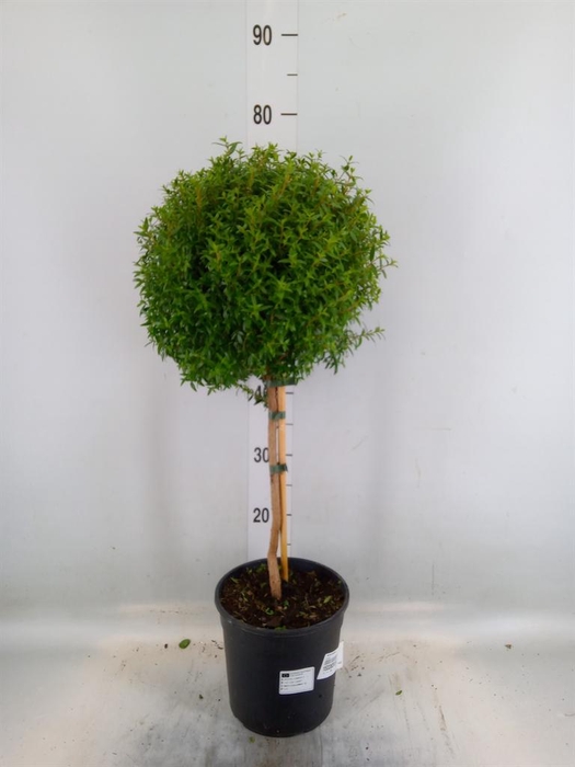 <h4>Myrtus communis</h4>