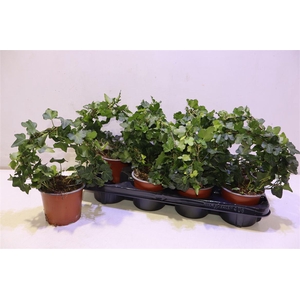 arr8 Hed He Bijz Vorm