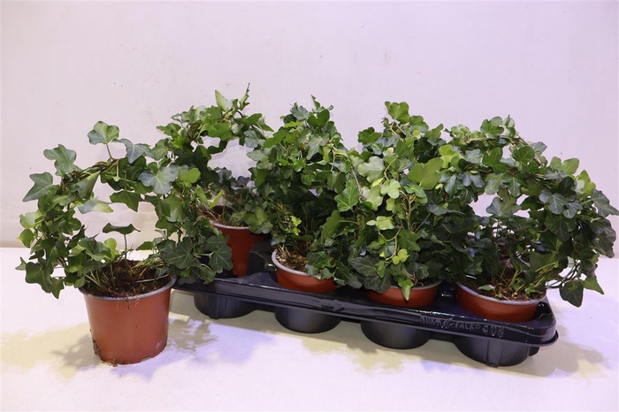 <h4>arr8 Hed He Bijz Vorm</h4>