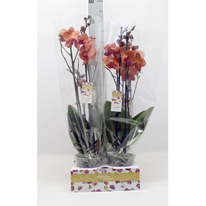 Phalaenopsis   ...
