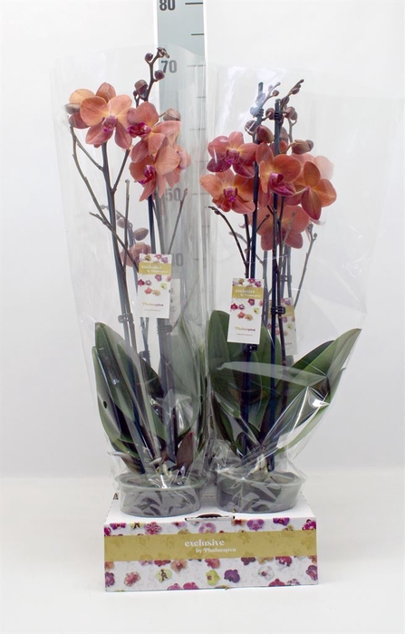 <h4>Phalaenopsis   ...</h4>