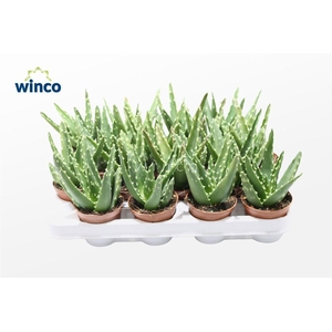 Aloe Mitriformis Ssp.