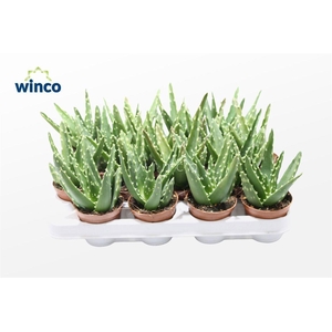 Aloe Mitriformis Ssp.