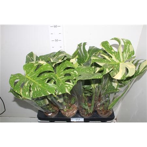 Monstera Thai Constellation Bontbladig