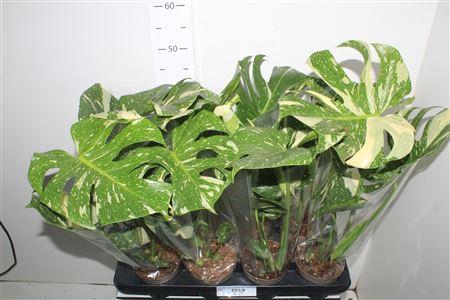 <h4>Monstera Thai Constellation Bontbladig</h4>