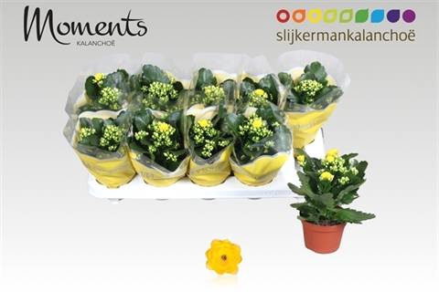 <h4>KAL GE SFINX YELLOW</h4>