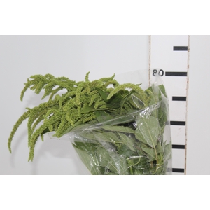 AMARANTHUS VERDE