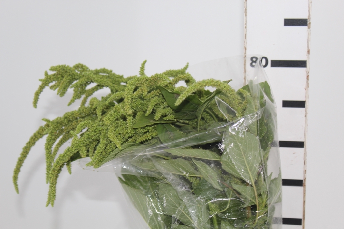 <h4>AMARANTHUS VERDE</h4>