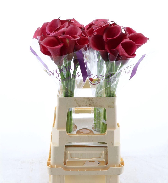 <h4>Calla Red Salsa</h4>