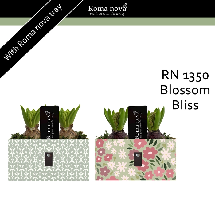 <h4>1350 - Blossom Bliss (Hyacint)</h4>