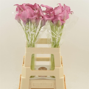 Calla Zazu | Dubbelbloemig