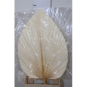 Dried Palmetto Bleached Per Stem